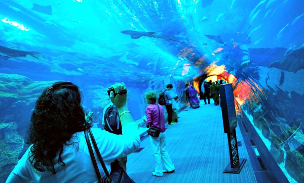 Dubai Aquarium Tunnel