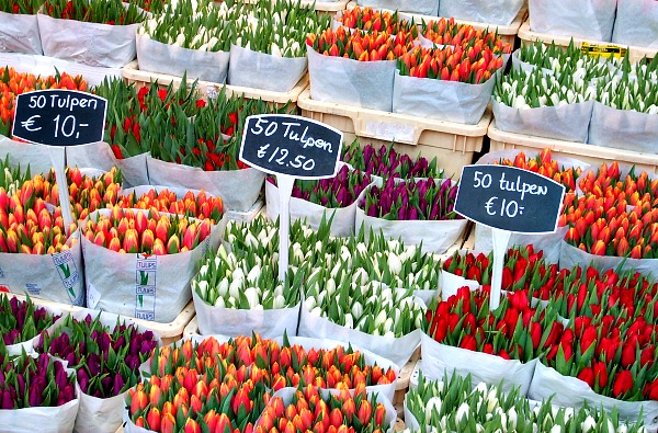 Amsterdam Flower Market Tulips