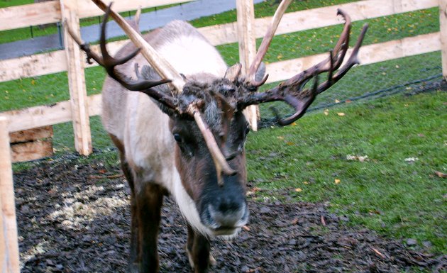 Edinburgh Christmas reindeer