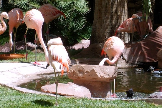 Las Vegas Flamingos