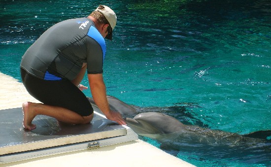 Las Vegas Mirage Dolphins