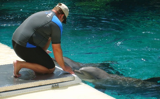 Las Vegas Mirage Dolphins (www.free-city-guides.com) Las Vegas Mirage Dolphins