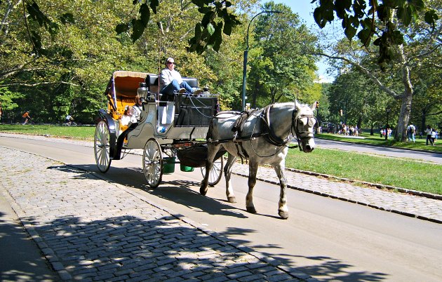 New York Central Park Horse