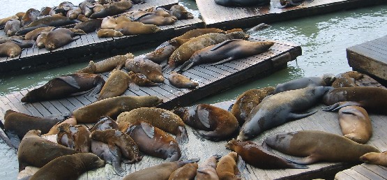 San Francisco sea lions