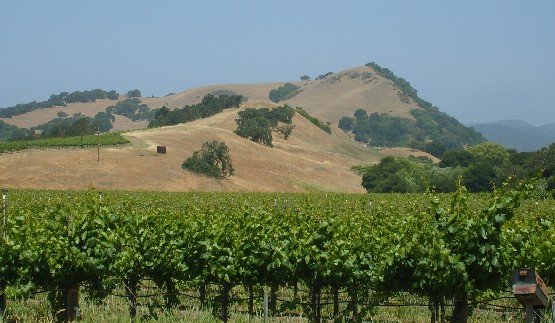 San Francisco wine country Sonoma Valley (www.free-city-guides.com)