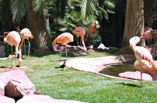 Flamingo Wildlife Habitat