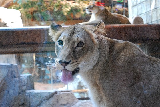Las Vegas MGM Lion Habitat close (www.free-city-guides.com)