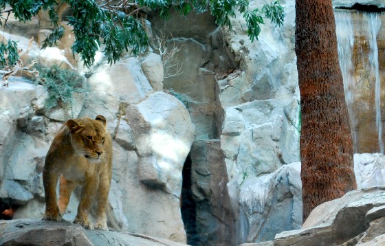 Las Vegas MGM Lion Habitat distant (www.free-city-guides.com)