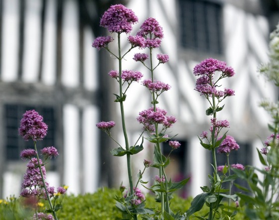 Stratford Mary Ardens Farm flowers