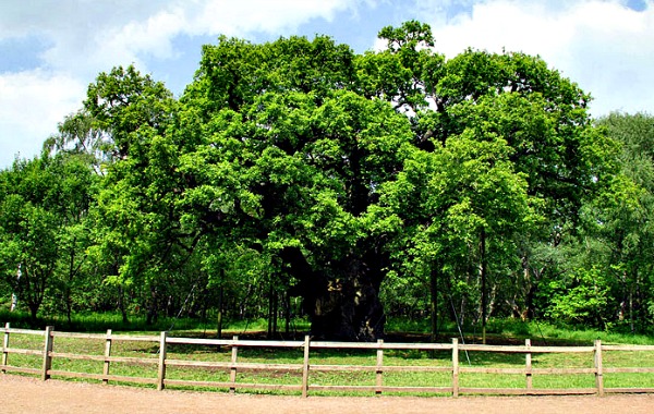 Nottingham Sherwood Forest Major Oak (www.free-city-guides.com)