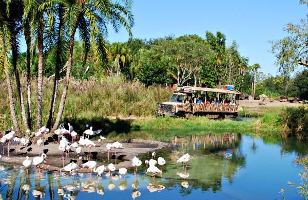 Orlando Animal Kingdom Flamingos (www.free-city-guides.com)