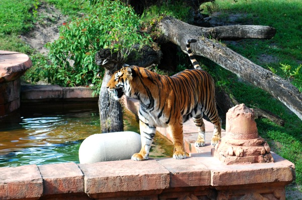 Orlando Animal Kingdom Tiger (www.free-city-guides.com)