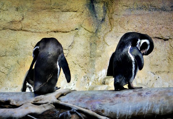 Dubai Aquarium Penguins