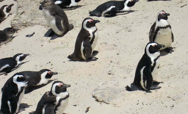 Cape Town Boulder's Beach Penguins Close