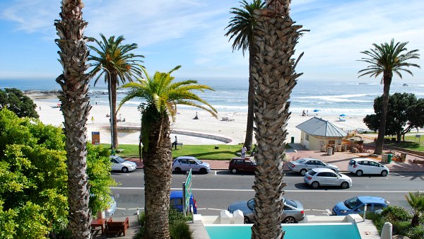 Cape Town Camps Bay palm trees