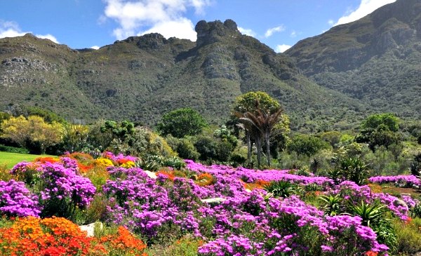 Cape Town Kirstenbosch Flower Display