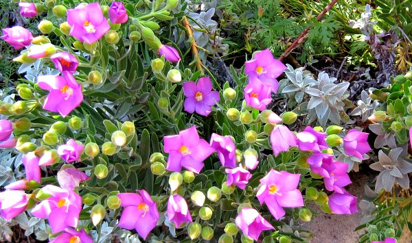 Cape Town Kirstenbosch Flowers Close