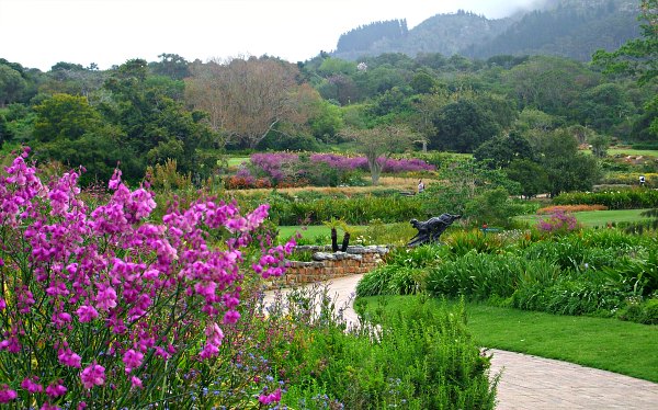 Cape Town Kirstenbosch Flowers and path