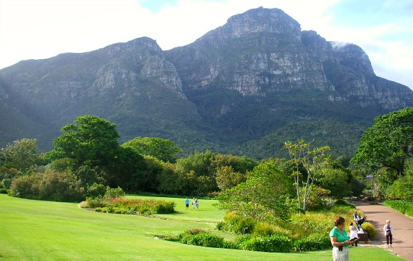 Cape Town Kirstenbosch grass