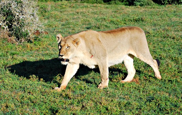 Shamwari Lioness