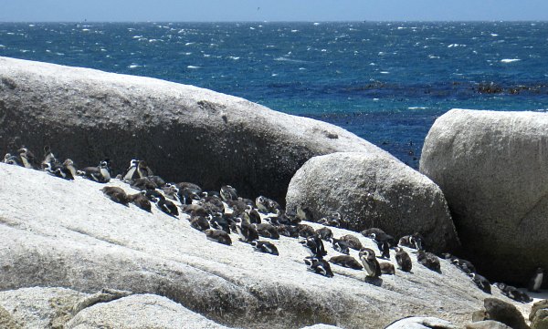 Cape Town Boulder's Beach colony