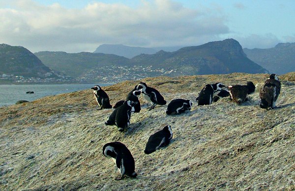 Cape Town Boulders Beach Penguin Group