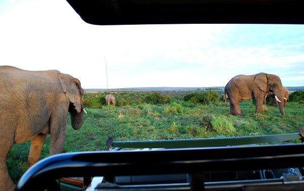 Shamwari Bayethe Elephants