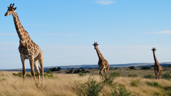 Shamwari Giraffes