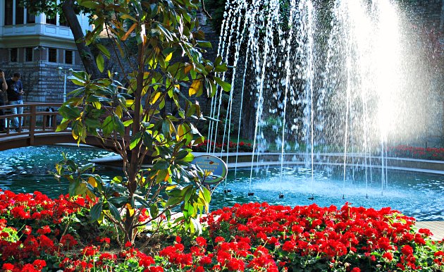 Istanbul Gulhane Park flowers