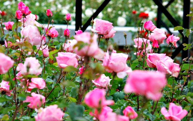 Madrid Retiro Park Rose Garden