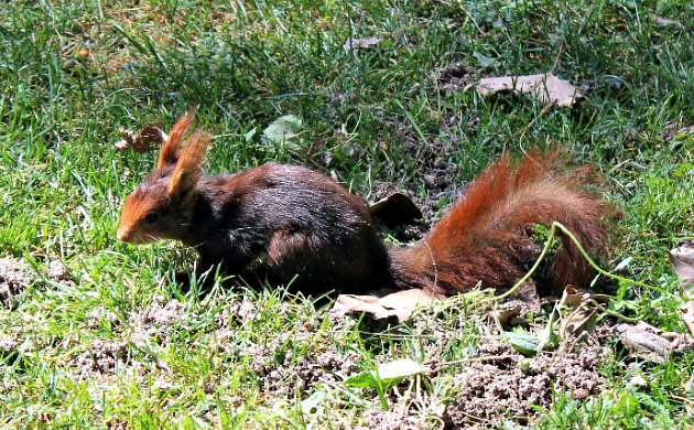 Madrid Retiro Park Red Squirrel