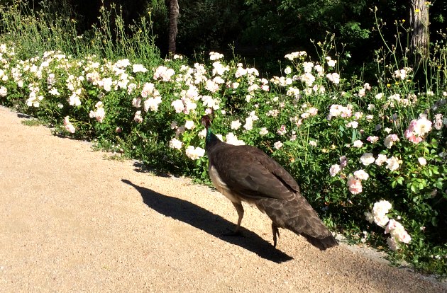 Madrid Palace Gardens Peacock