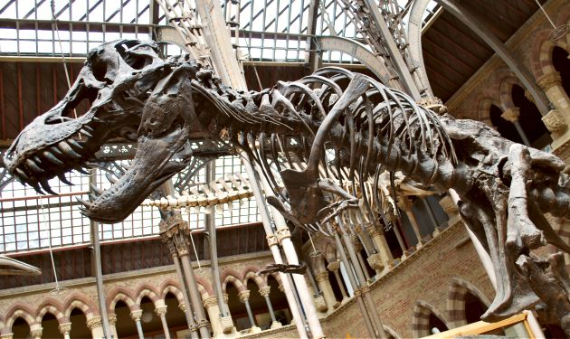 Oxford Natural History Museum Dinosaur