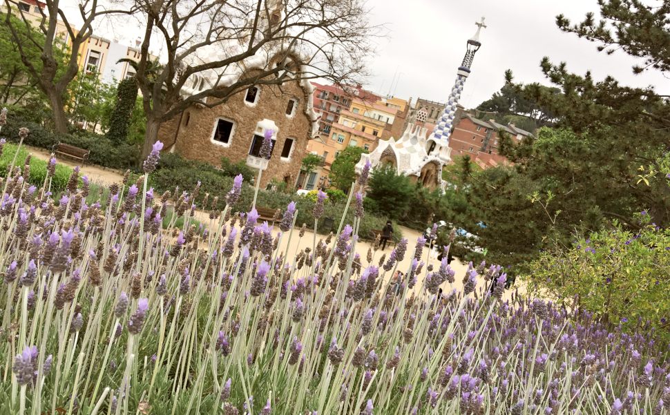 Barcelona Parc Guell lavender