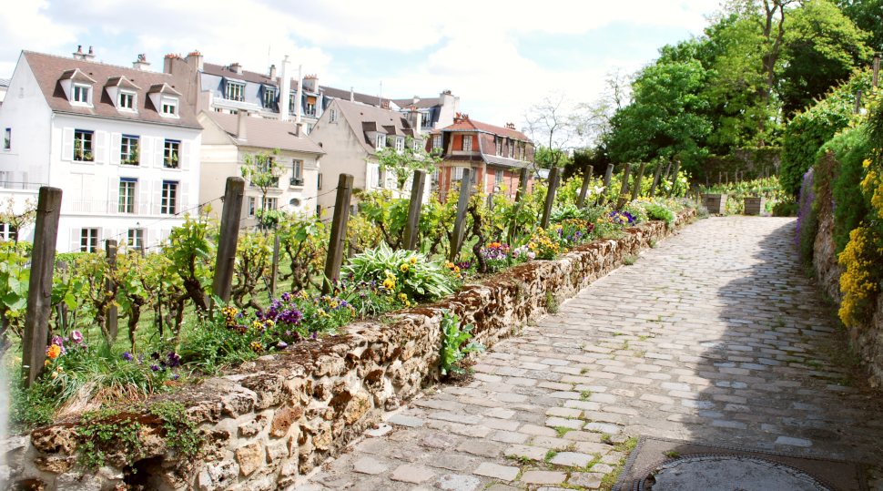Paris Montmartre Vines