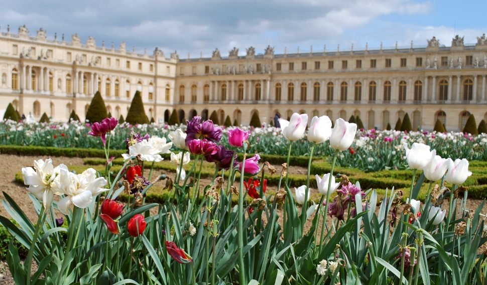 Paris Versailles Tulips New